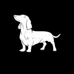 Dachshund Lovers Of Instagram