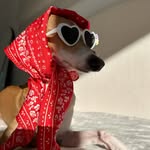 Nala the Italian Greyhound | UGC