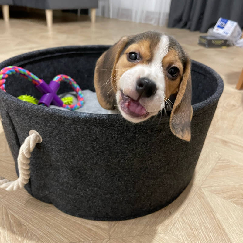 Traveler Richard🐶