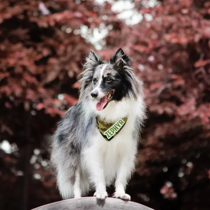 ZEPHYR THE SHELTIE