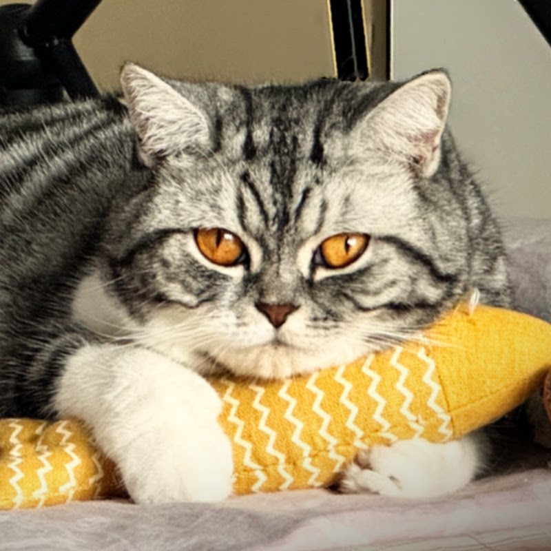 ココとメメの暮らし | Coco & Meme Life 🐾