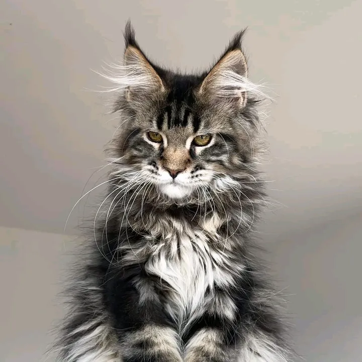 Elena's Unique Paws