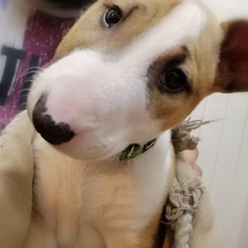 Levi the bull terrier