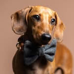 ENZO THE MINI🇿🇦 Brand Ambassador|Pet Influencer|Therapy Dog