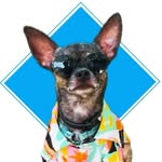 Pedregulho | Pet Influencer