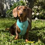 Moody | Miniature Dachshund