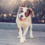 Front Street Animal Shelter