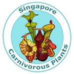Singapore Carnivorous Plants