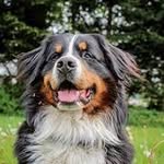Bernese Mountain Dogs