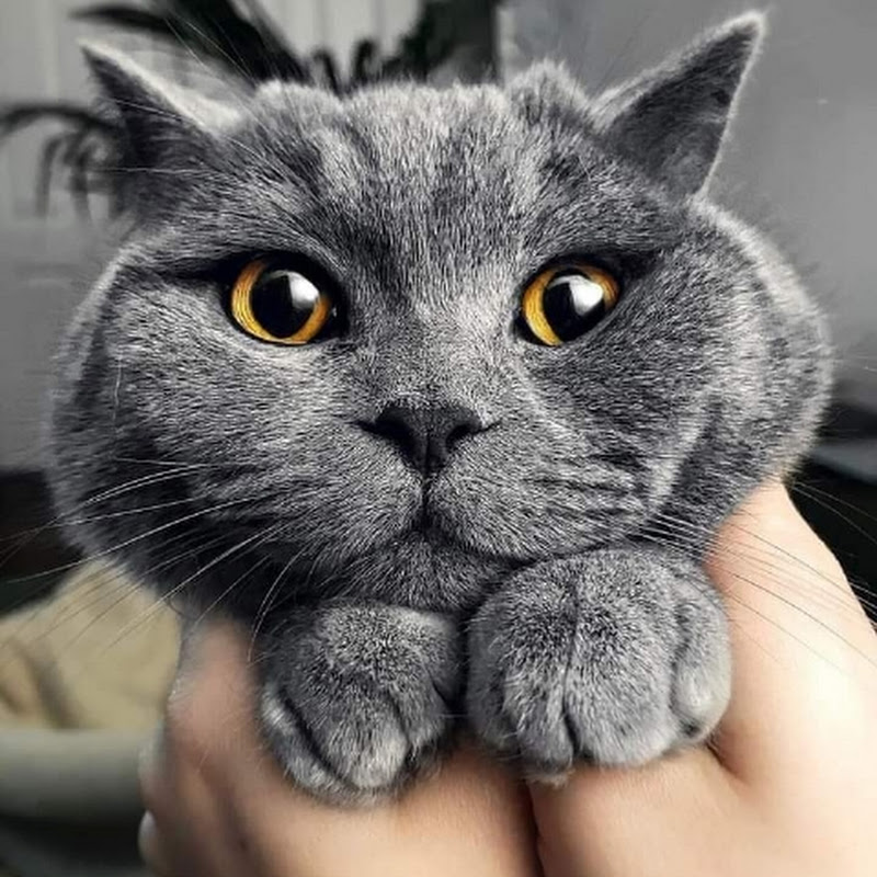 All animal life 