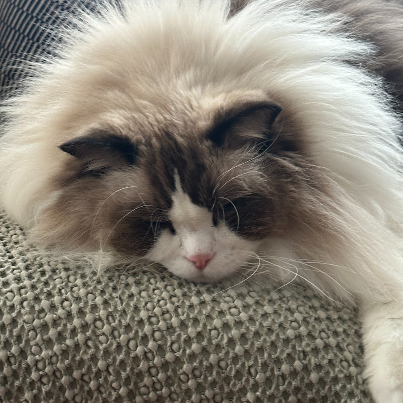 Captain Fluffy Paws TV