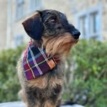 Teckel BALOU 🐾🇧🇪🐾