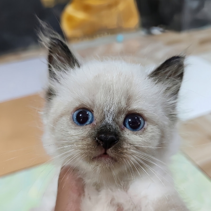 Meowment