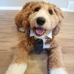 Spike | Mini Goldendoodle Puppy