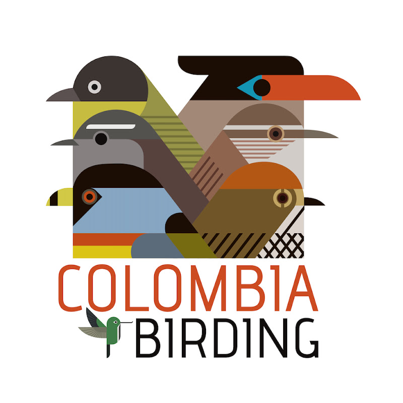 Diego Calderon - COLOMBIA Birding