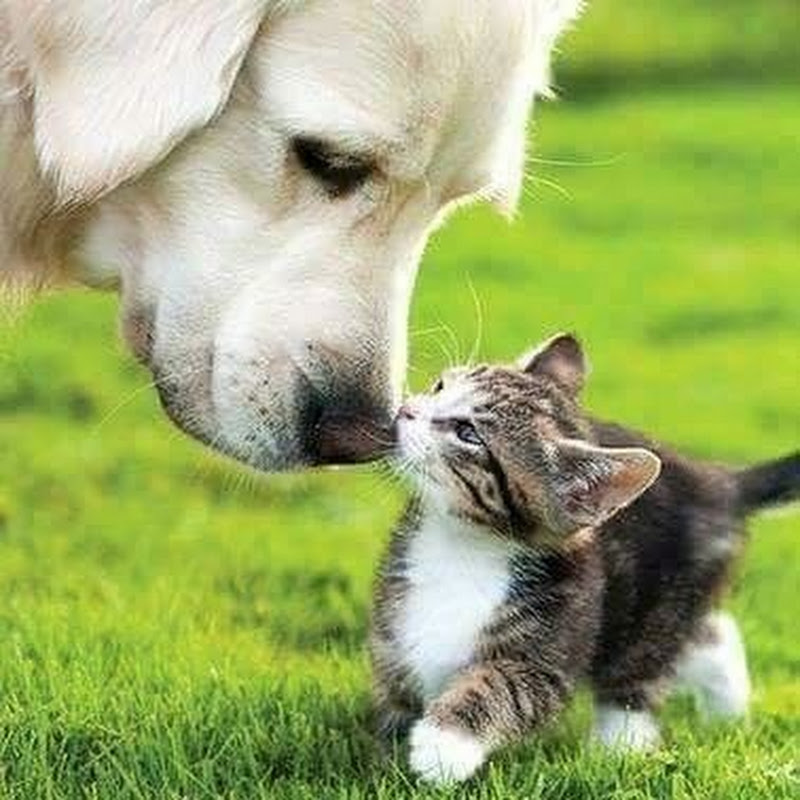 My Best Friends R Cats N Dogs 