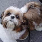 shihtzu