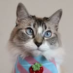 Felipa La Gata | Cat Life