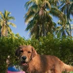 Dog-friendly travel & our Golden Retriever