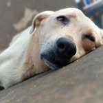 Protectstray