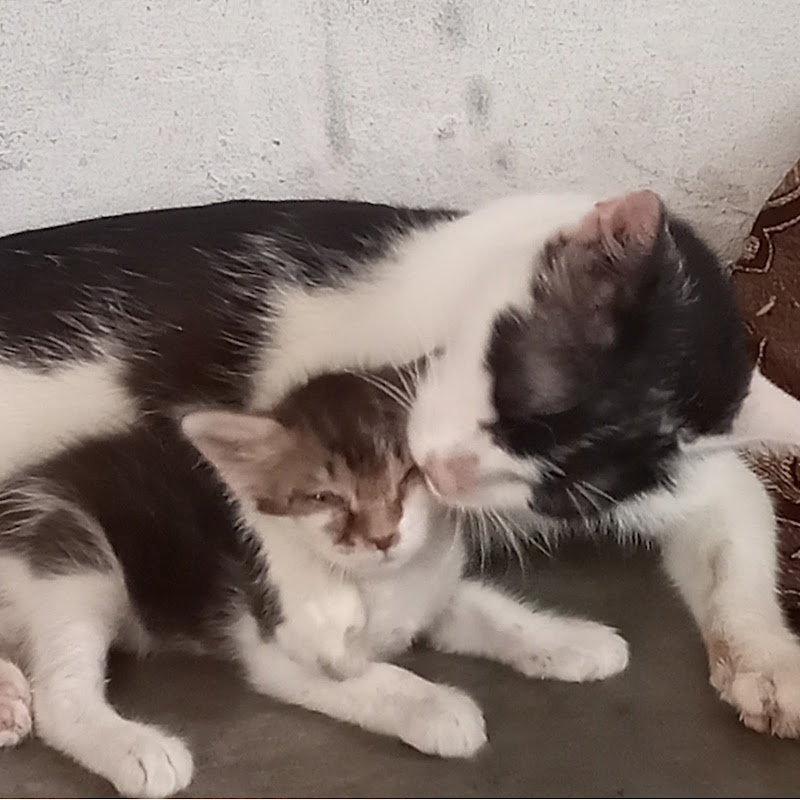 SHAHZAD CARING FOR ANIMAL 