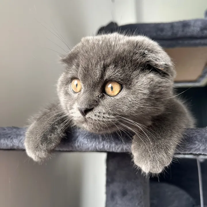 Dustin the Scottish fold