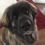 Earhart Leonbergers