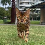 Kevin & Gordon 2 Irish Bengals Pet-fluencers