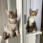 Luna and Kiwi | adopted girls