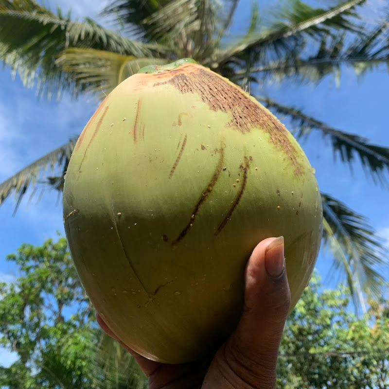 COCONUT TV
