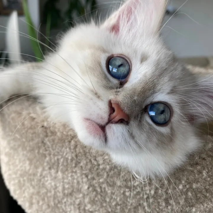 Ozzy Boy