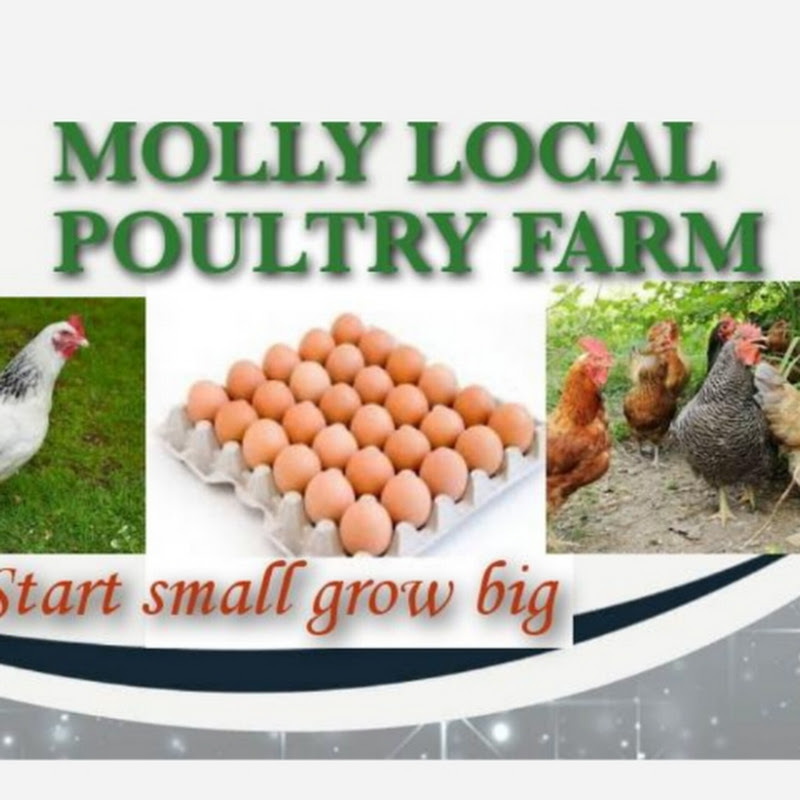 Molly local poultry farm 
