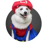 Casper the Japanese Spitz with brown eyes