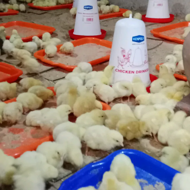 CHICKEN STORE FARM