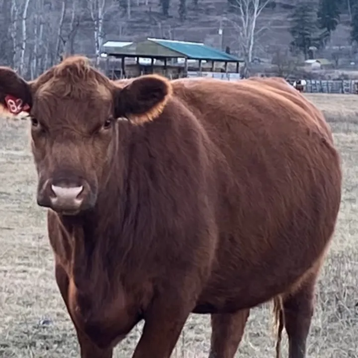 greenvalleyfarm BC