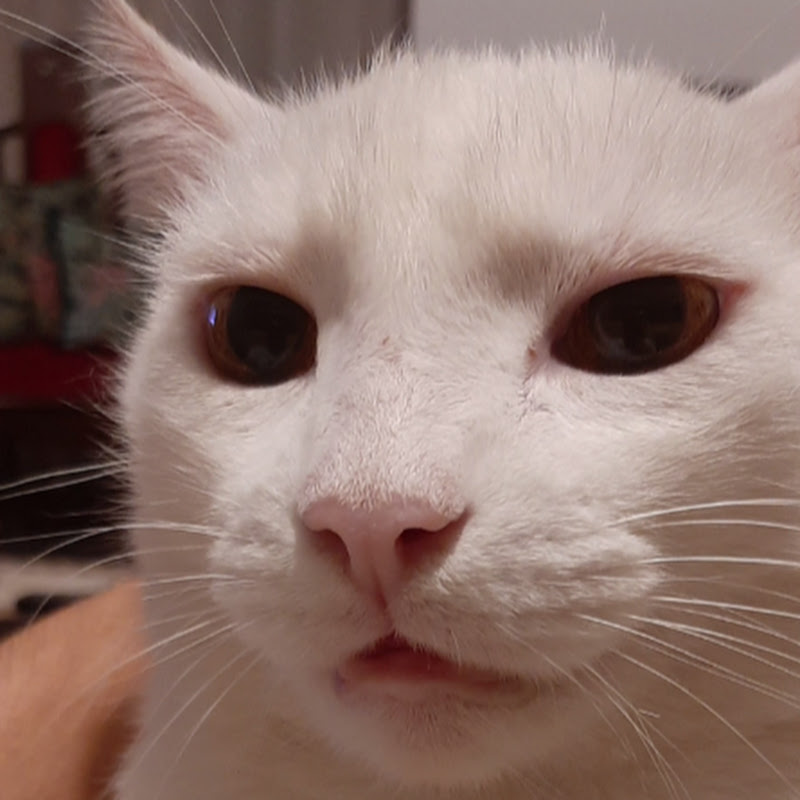 fat cat
