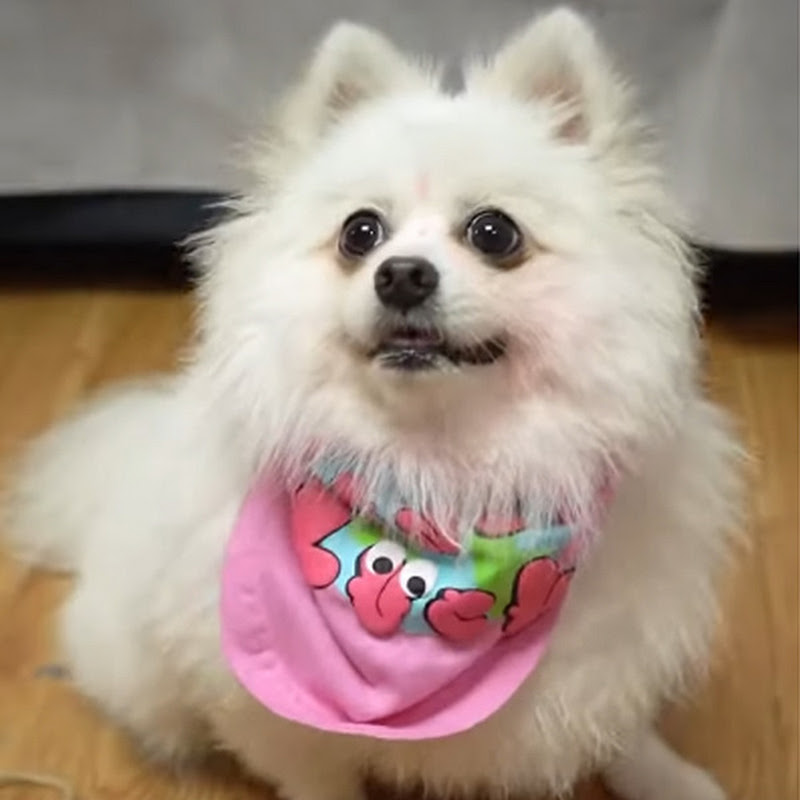 Naughty Pomeranian