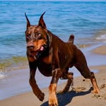 Rogue the Red Doberman