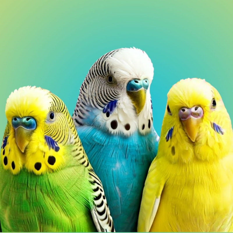 Periflix Parakeet 