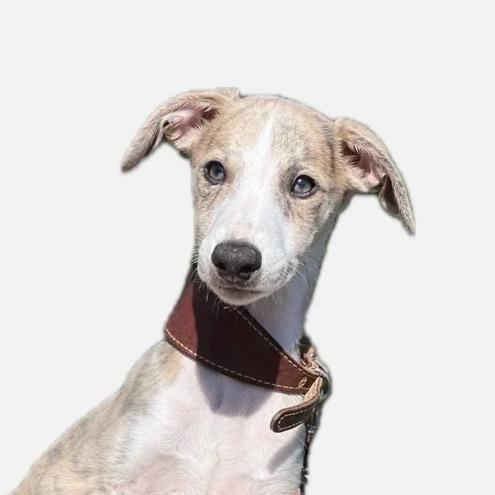 the whippet