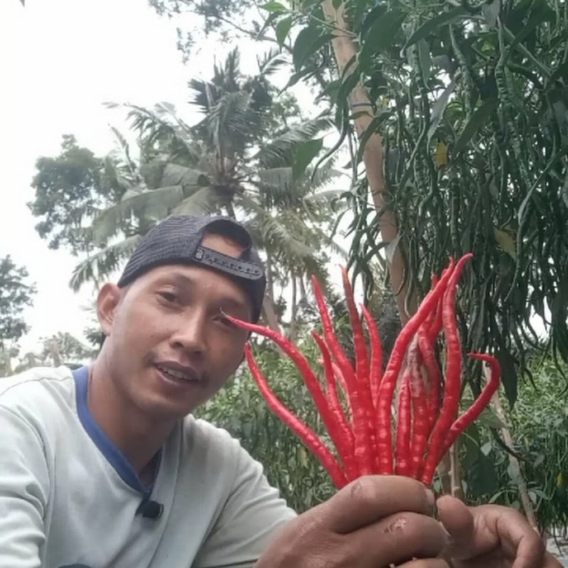 Calon Bos