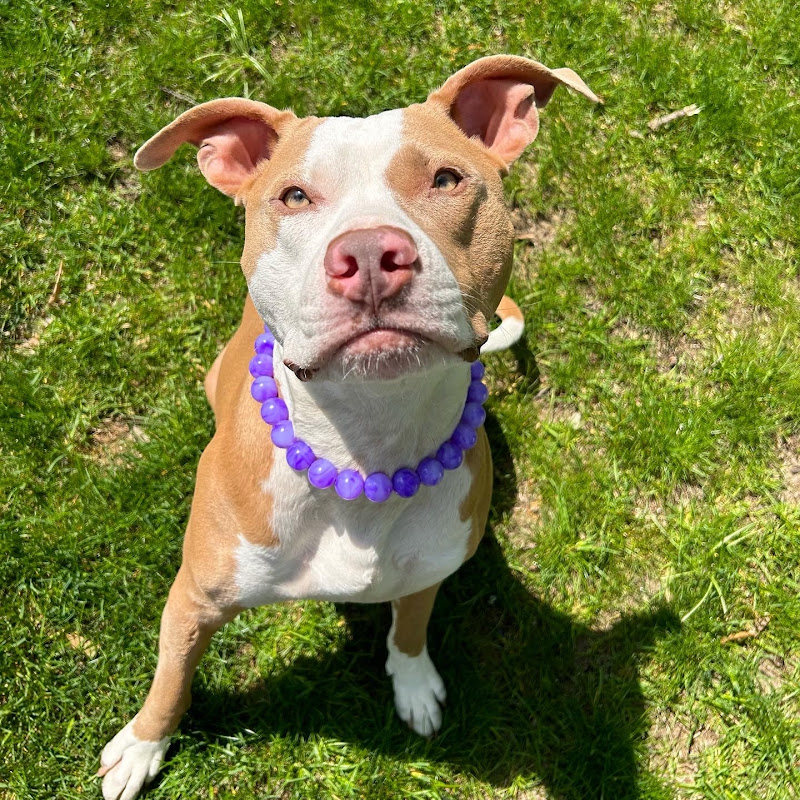 Polothepittie