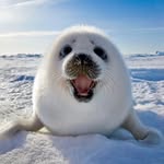 Aquatic_animals