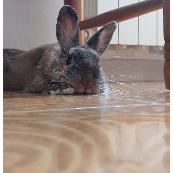 dubai_cutiepie