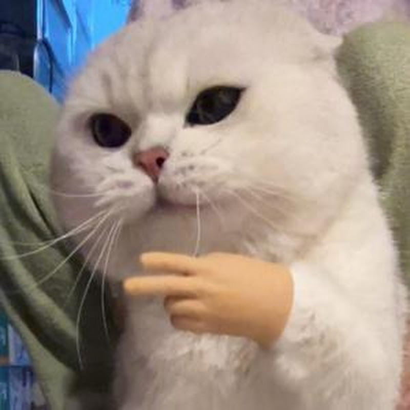 Cute Cat 66