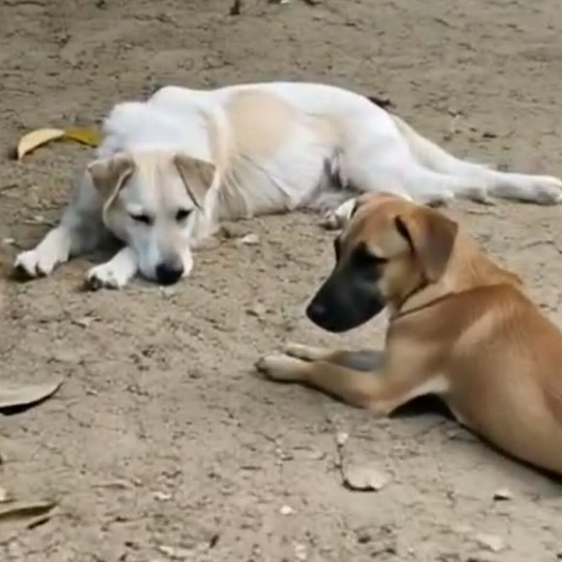 Patitas Adoptadas Friquitey y Roquetey 