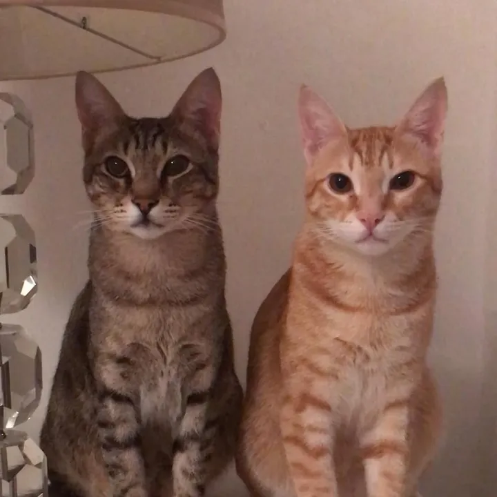 Obi and Cassie