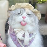 Kitty Purry