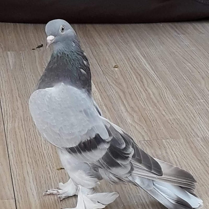 Taklacı Güvercin & Hüseyin Sığırcı