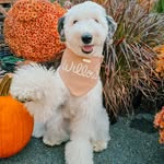 Willow | Sheepadoodle | Dog Travel | Lifestyle